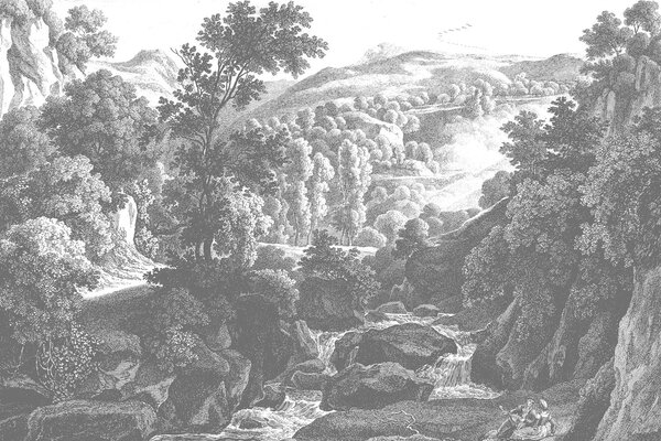 Bossen behang Shadowed Enigma Forest, afwasbaar