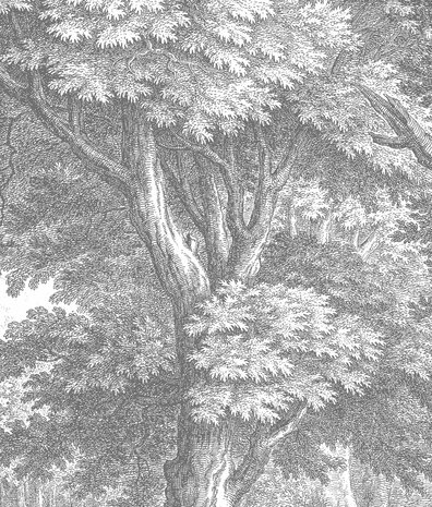 Landschappen behang Whispering Woods, afwasbaar Landschappen behang Whispering Woods, afwasbaar