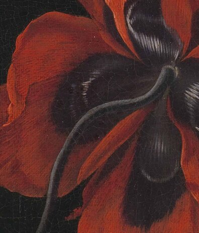 Blumentapete Poppy Fields Bliss, schwarz, waschbar Blumentapete Poppy Fields Bliss, schwarz, waschbar