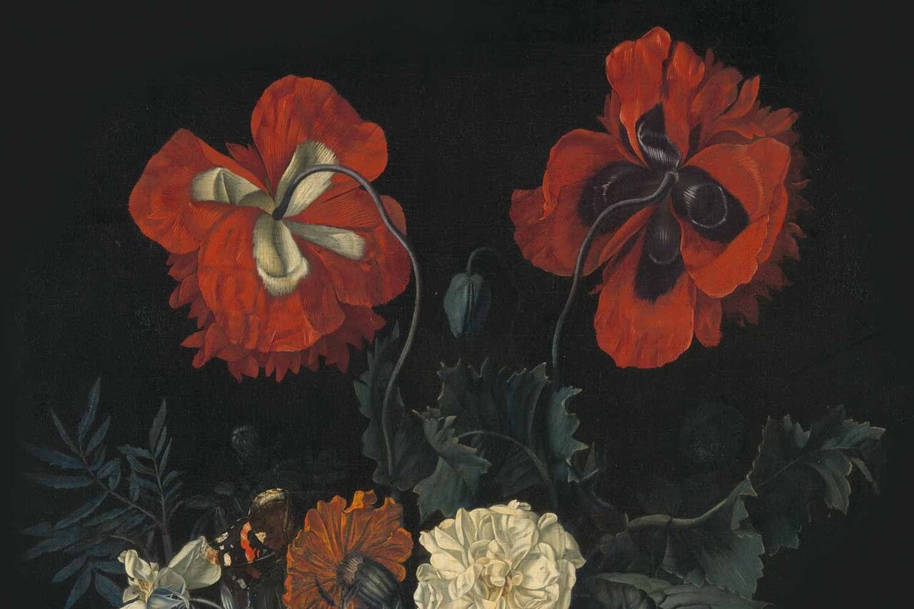 Blumentapete Poppy Fields Bliss, schwarz, waschbar Blumentapete Poppy Fields Bliss, schwarz, waschbar