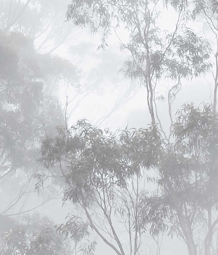 Landschap behang Misty Forest Elegance, afwasbaar Landschap behang Misty Forest Elegance, afwasbaar