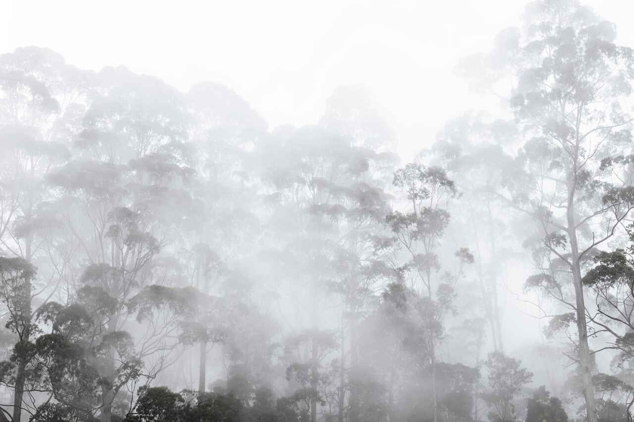 Landschap behang Misty Forest Elegance, afwasbaar Landschap behang Misty Forest Elegance, afwasbaar