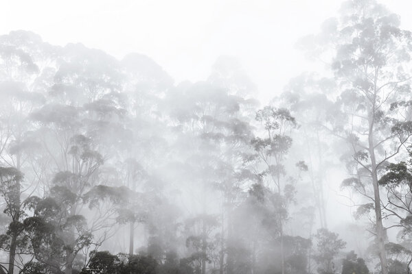 Landschap behang Misty Forest Elegance, afwasbaar Landschap behang Misty Forest Elegance, afwasbaar