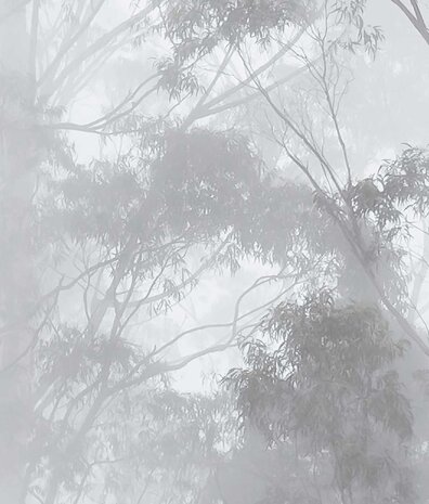 Landschap behang Misty Forest Elegance, afwasbaar Landschap behang Misty Forest Elegance, afwasbaar