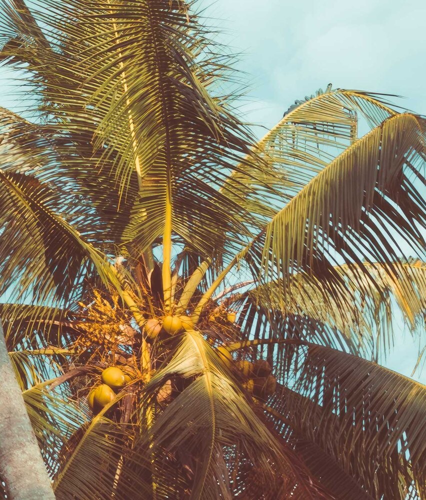 Palm behang Miami Palms Paradise, afwasbaar Palm behang Miami Palms Paradise, afwasbaar