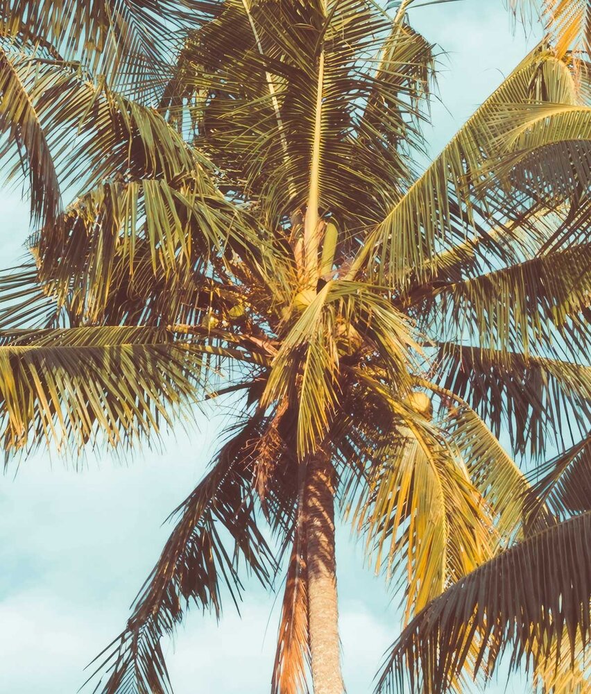 Palm behang Miami Palms Paradise, afwasbaar Palm behang Miami Palms Paradise, afwasbaar