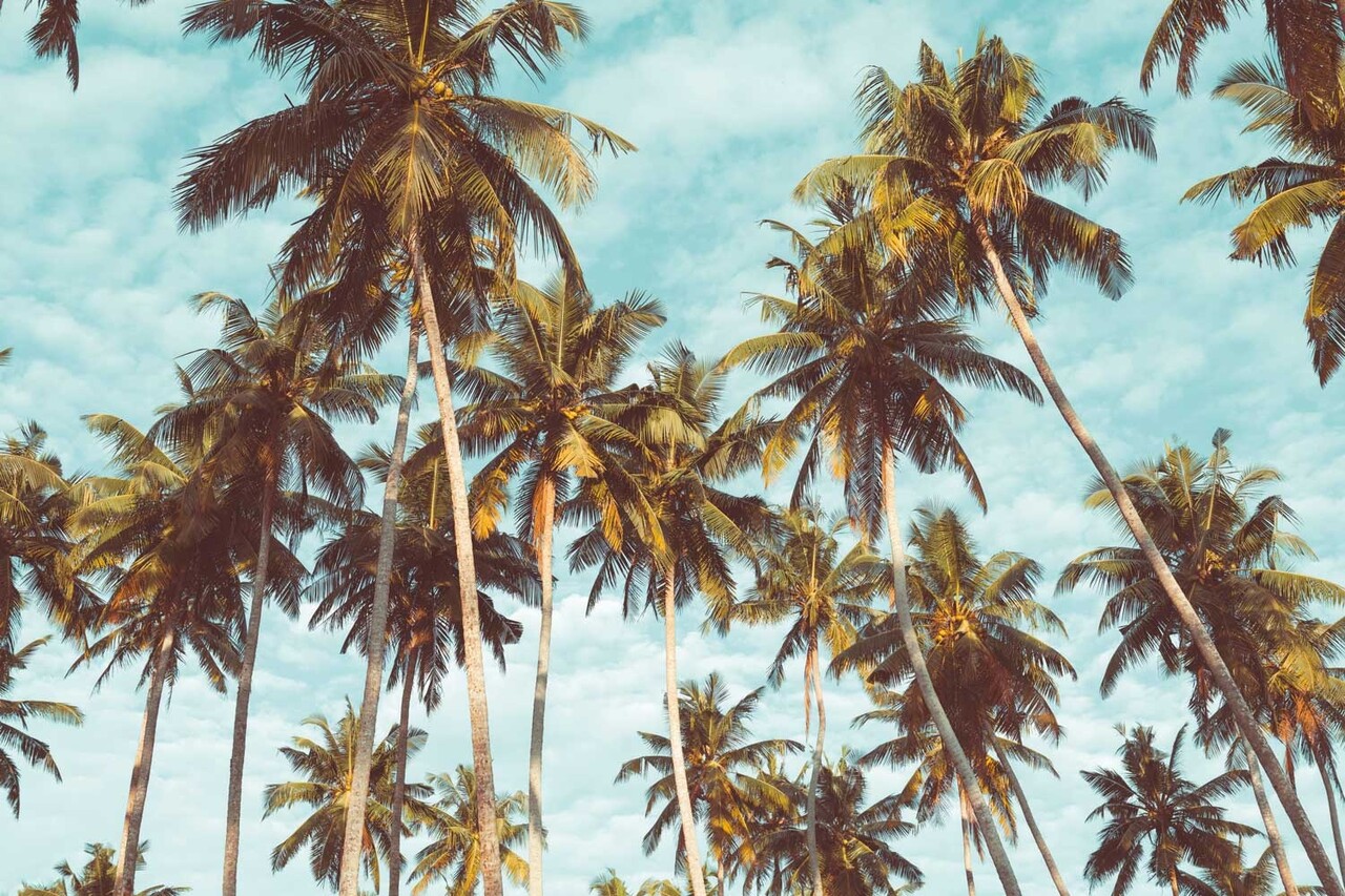 Palm behang Miami Palms Paradise, afwasbaar Palm behang Miami Palms Paradise, afwasbaar