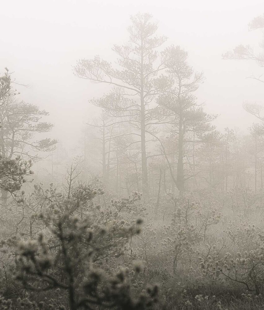 Behang Enchanting Misty Woods, afwasbaar