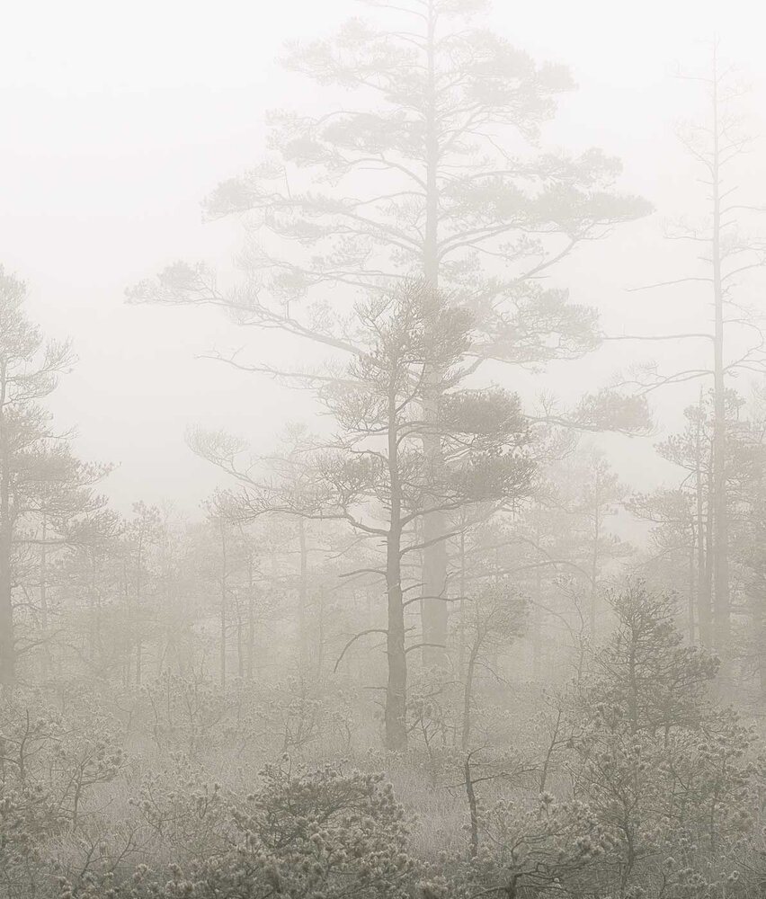 Tapete Enchanting Misty Woods, waschbar Tapete Enchanting Misty Woods, waschbar