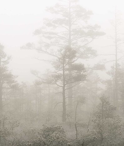 Behang Enchanting Misty Woods, afwasbaar