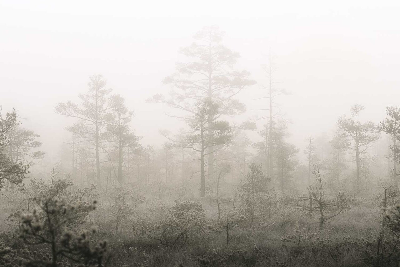 Behang Enchanting Misty Woods, afwasbaar
