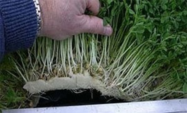 Cellulose growing mat 234x496mm 450 pcs Cellulose growing mat 234x496mm 450 pcs