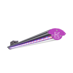 Kind LED X80 bloom Kind LED X80 bloom