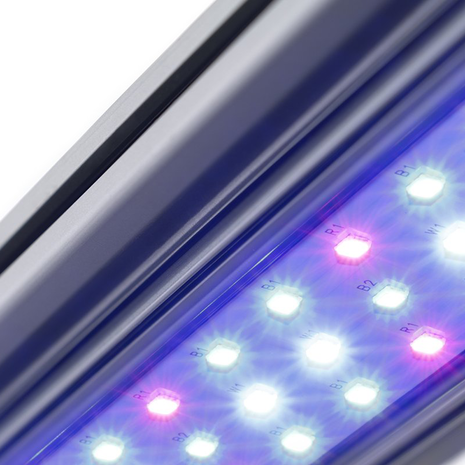 Kind Led Kind LED X40 Wachstum Kind Led Kind LED X40 Wachstum
