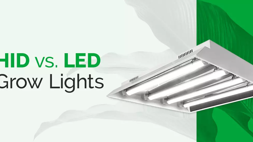 Die perfekte grow lamp für Ihre Pflanzen finden: Was Sie wissen müssen