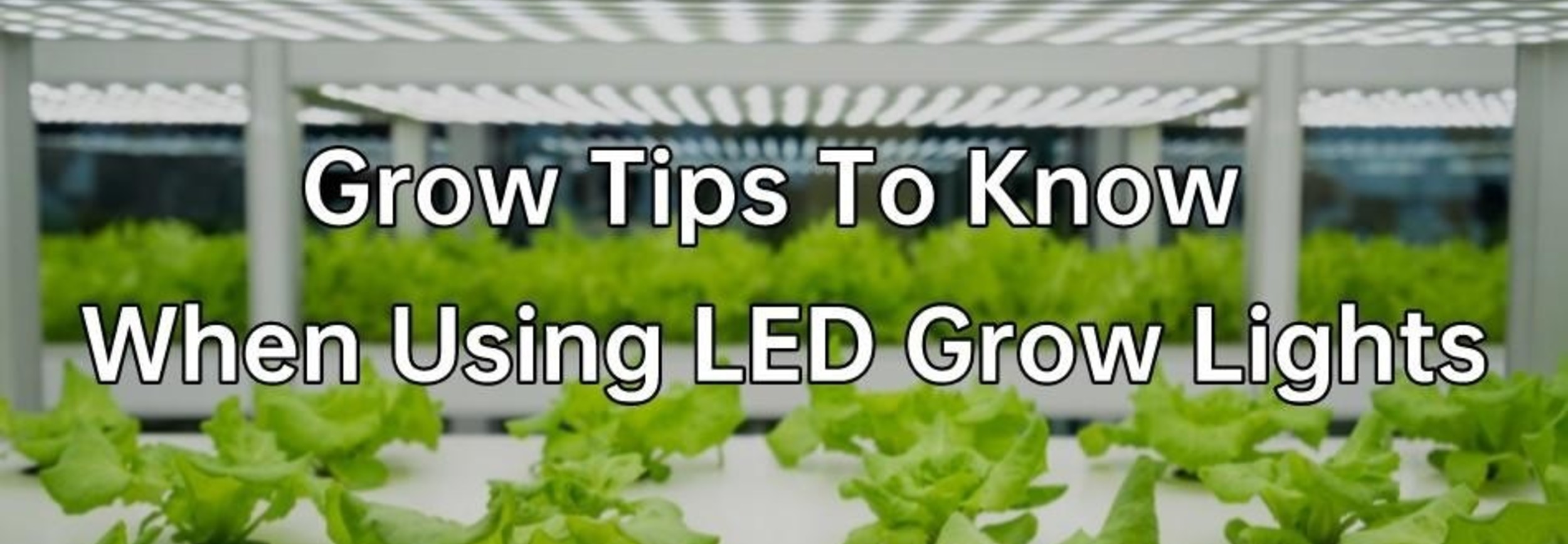 Blogs Discover the advantages & disadvantages of LED grow lights