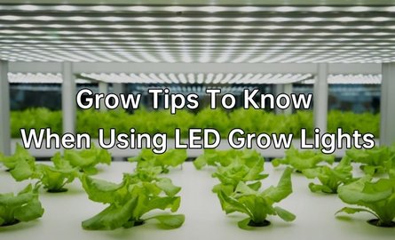 Discover the advantages & disadvantages of LED grow lights