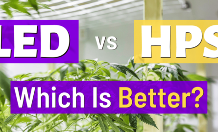 HPS ou LED Horticole?