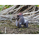 Eugy 3D model wild dier Gorilla Eugy 3D model wild dier Gorilla
