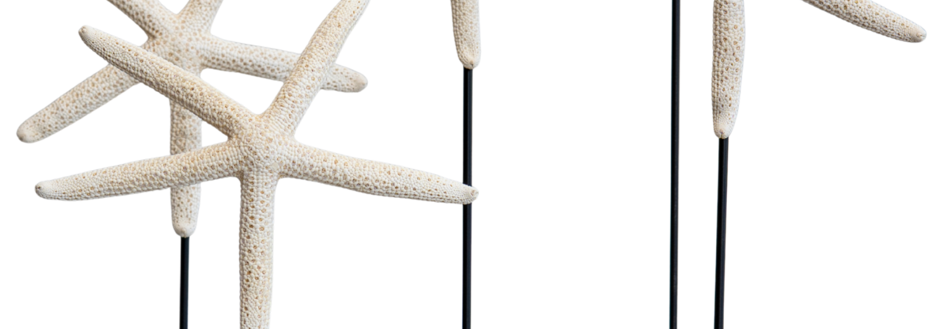 Zeesterren op standaard