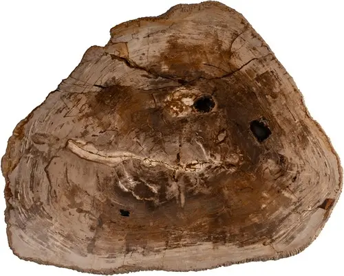 Nature Coffee Table L-2