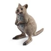 Quokka - Wild Life