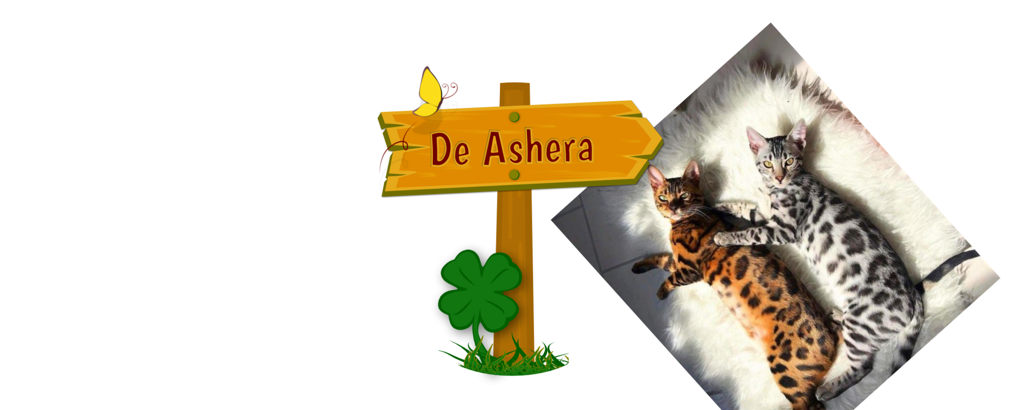 Ashera: De duurste kat