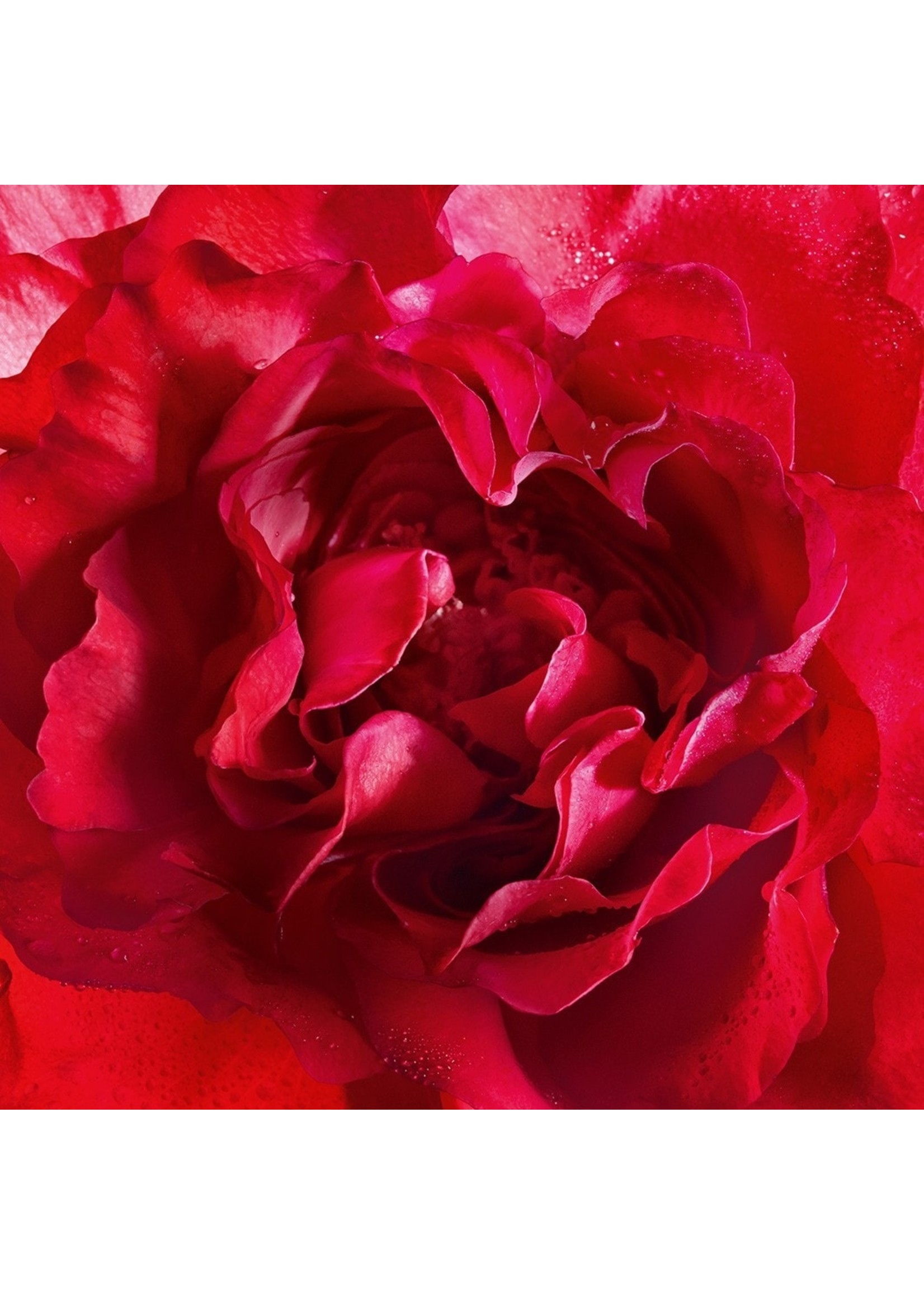 Guerlain Guerlain Mon Guerlain Bloom Of Rose Eau de Parfum