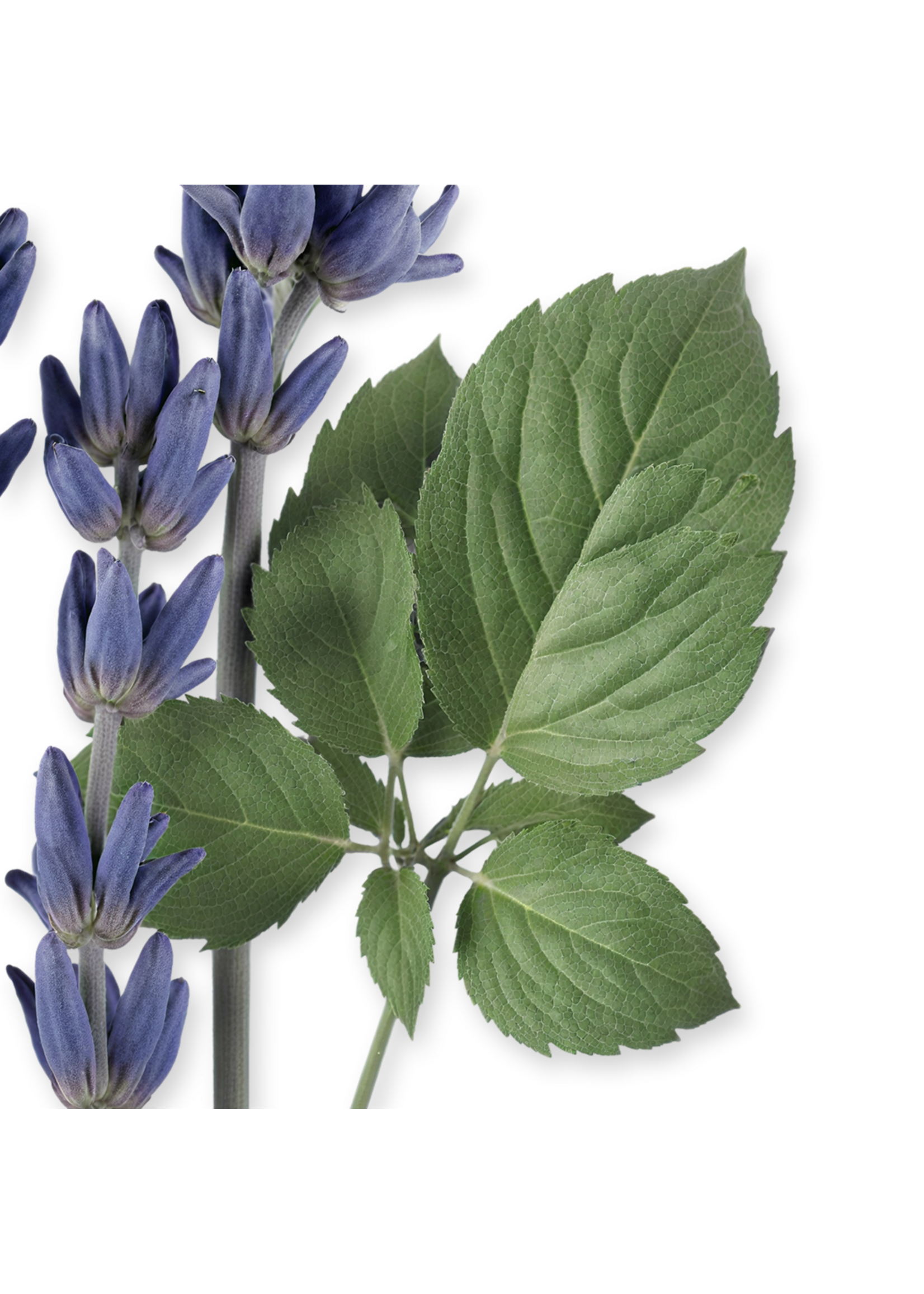 Parfums de Marly Parfums de Marly Sedley Eau de Parfum