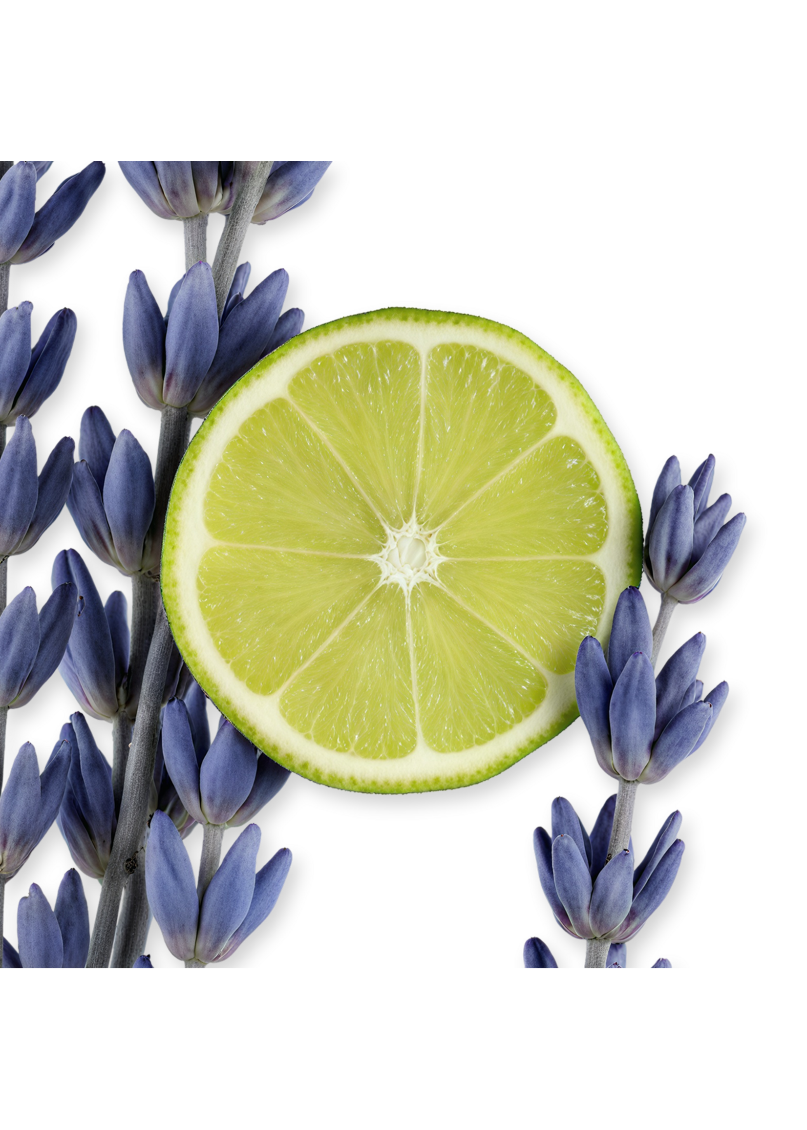 Parfums de Marly Parfums de Marly Percival Eau de Parfum