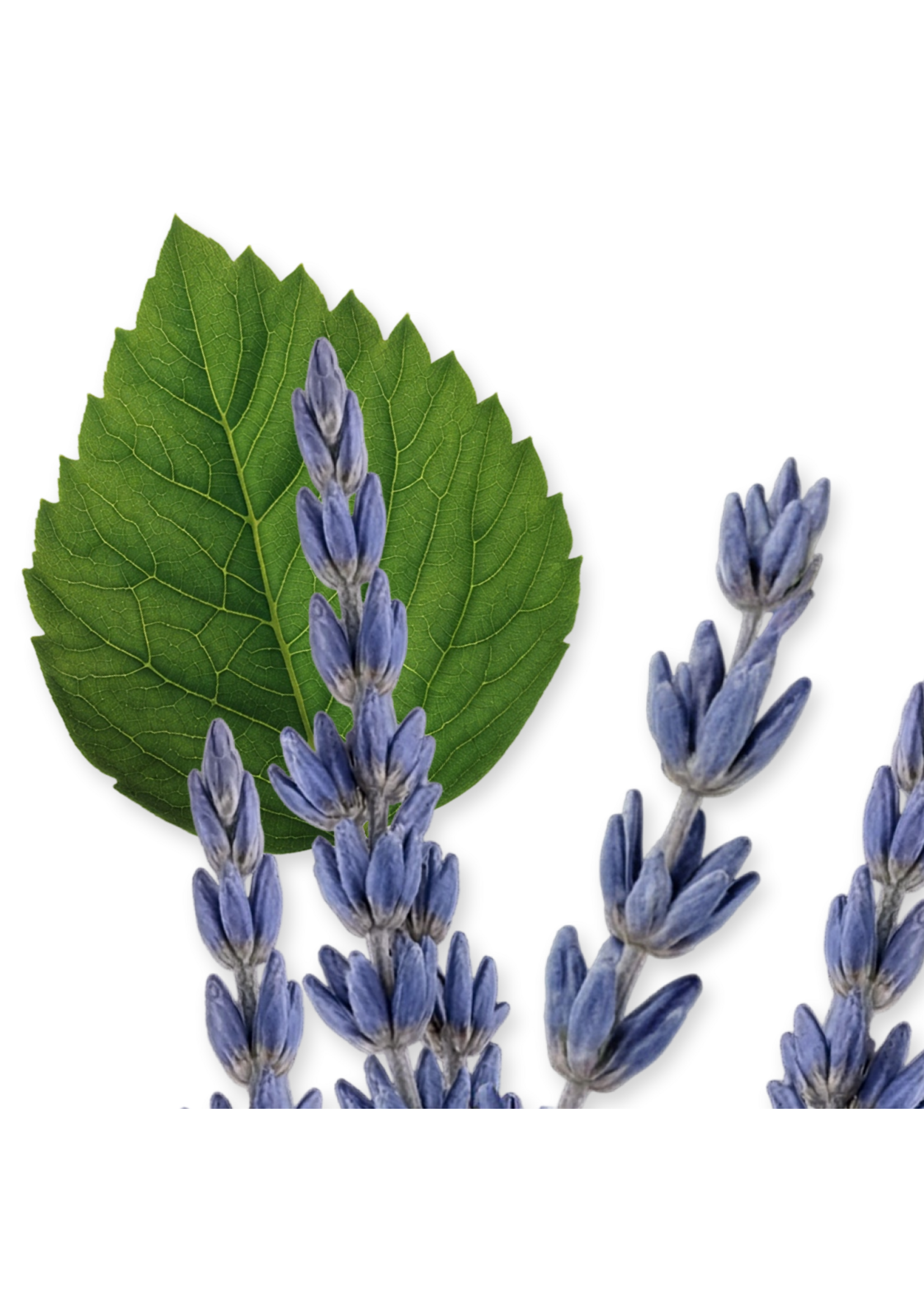 Parfums de Marly Parfums de Marly Layton Eau de Parfum