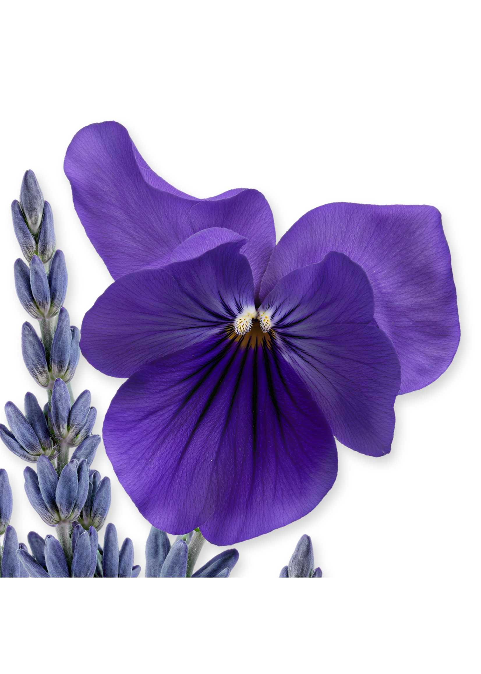 Parfums de Marly Parfums de Marly Palatine Eau de Parfum