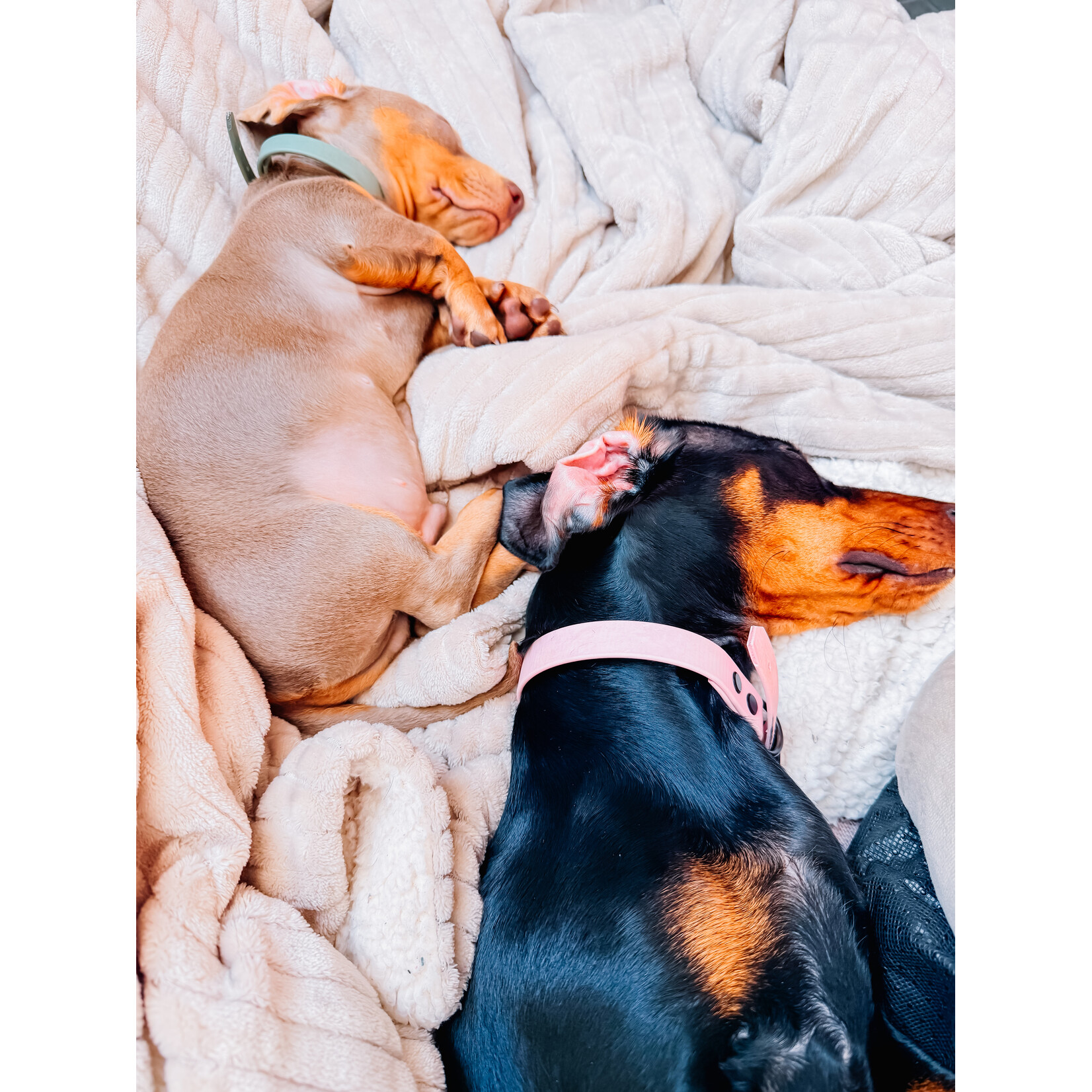 studio Imke BioThane hondenhalsband – duurzame halsband voor honden die graag op avontuur gaan