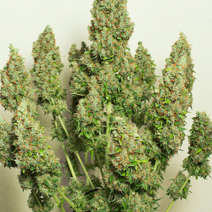 Auto Mazar Seeds