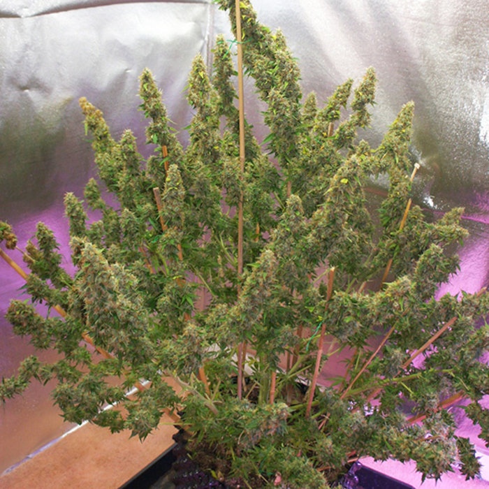 Auto Mazar Seeds