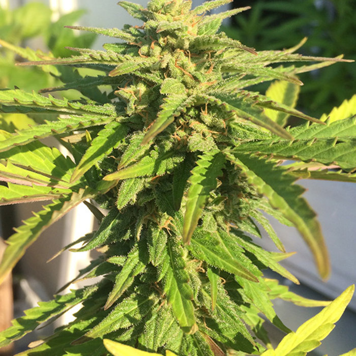 CBD Auto White Widow