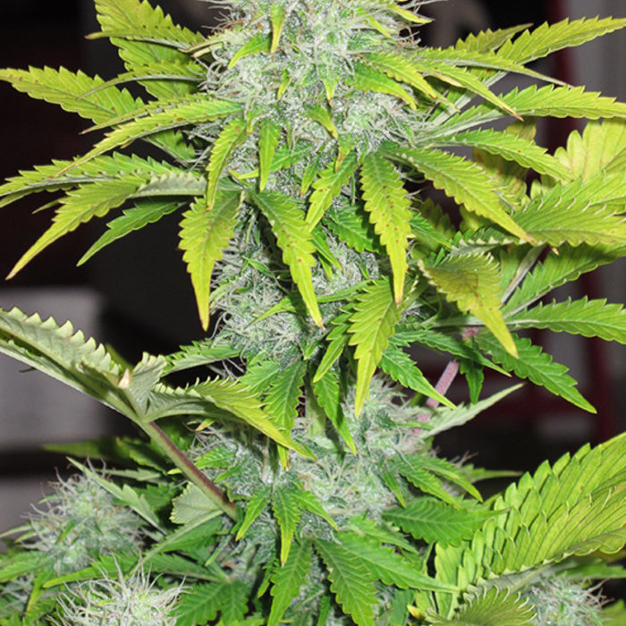 CBD Auto White Widow