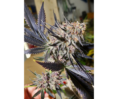 Blueberry