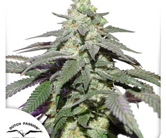 Auto Skywalker Haze
