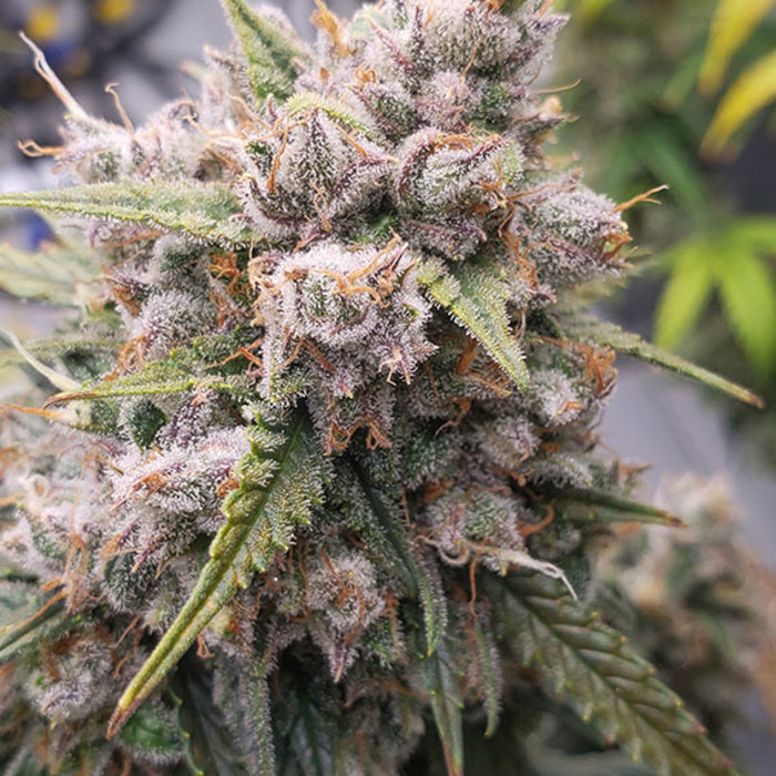 Auto Cinderella Jack