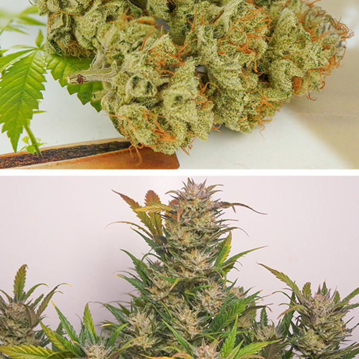 Auto Mokum’s Tulip