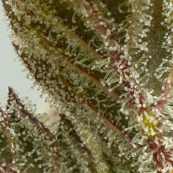 Auto Mokum’s Tulip