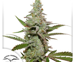 Amsterdam Amnesia