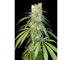 Amsterdam Amnesia