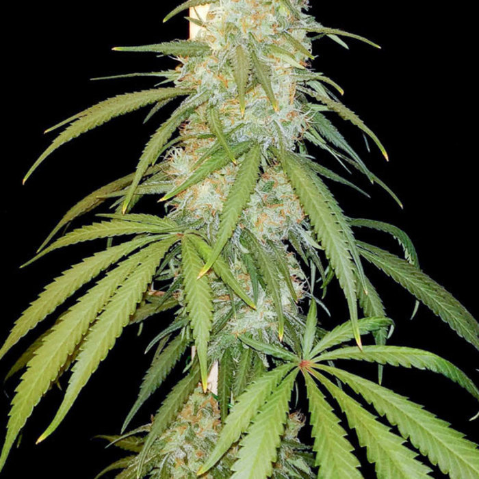 Amsterdam Amnesia