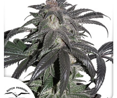 Bubba Island Kush