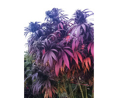 Bubba Island Kush