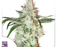 Lemon OG