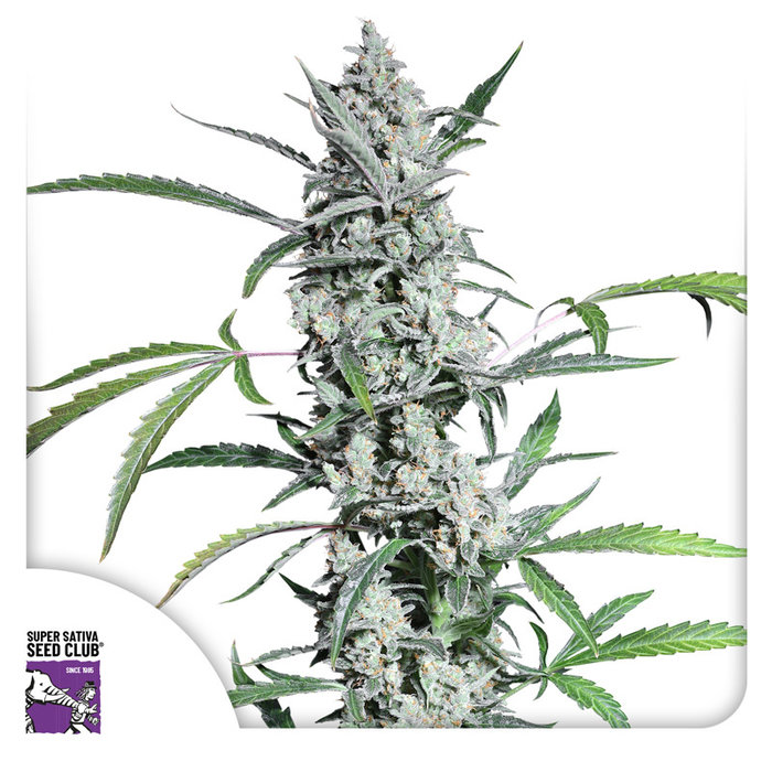 Fat Pete’s Cookies Auto