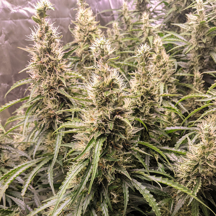 Fat Pete’s Cookies Auto